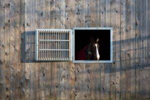 barn, Window, Wood, Animals, Horse