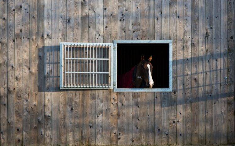 barn, Window, Wood, Animals, Horse HD Wallpaper Desktop Background