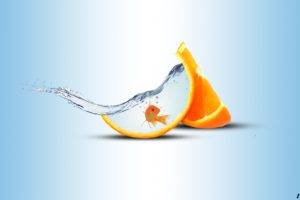 fish, Water, Orange (fruit), Splashes
