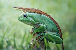 frog, Nature, Animals, Closeup, Lizards