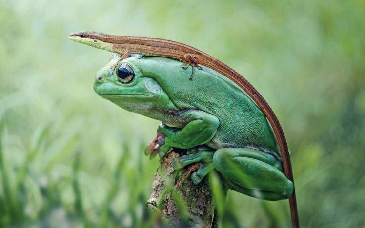frog, Nature, Animals, Closeup, Lizards HD Wallpaper Desktop Background