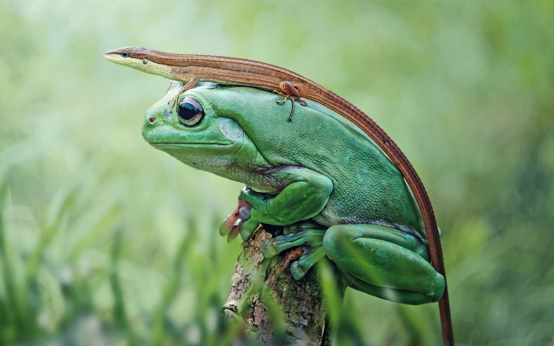 frog, Nature, Animals, Closeup, Lizards Wallpaper