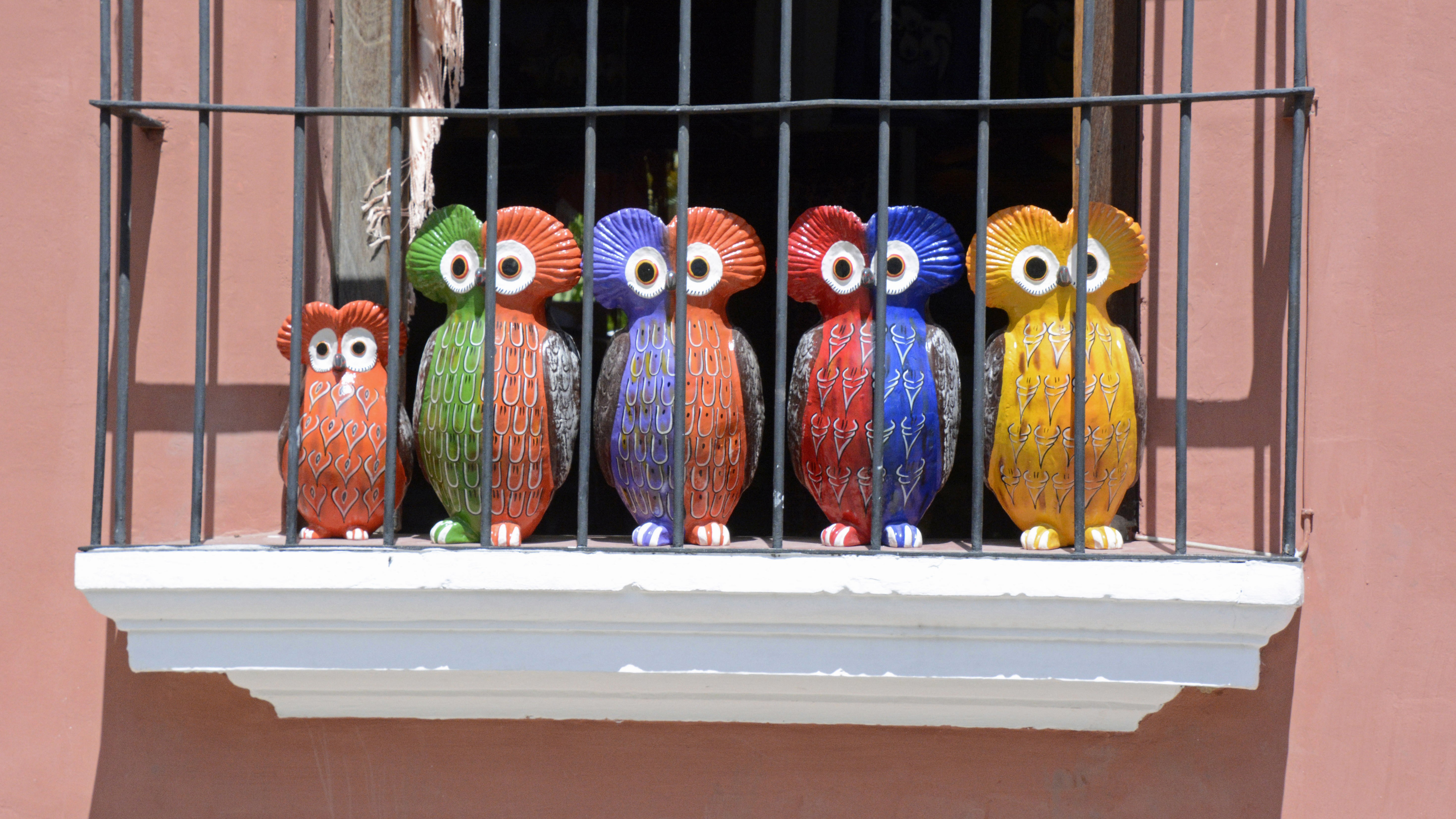 South America, Owl Wallpaper