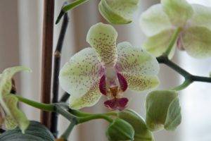 orchids, Flowers