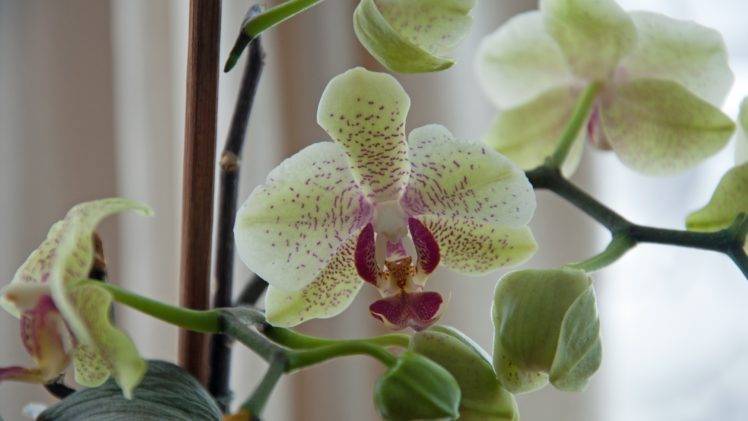 orchids, Flowers HD Wallpaper Desktop Background