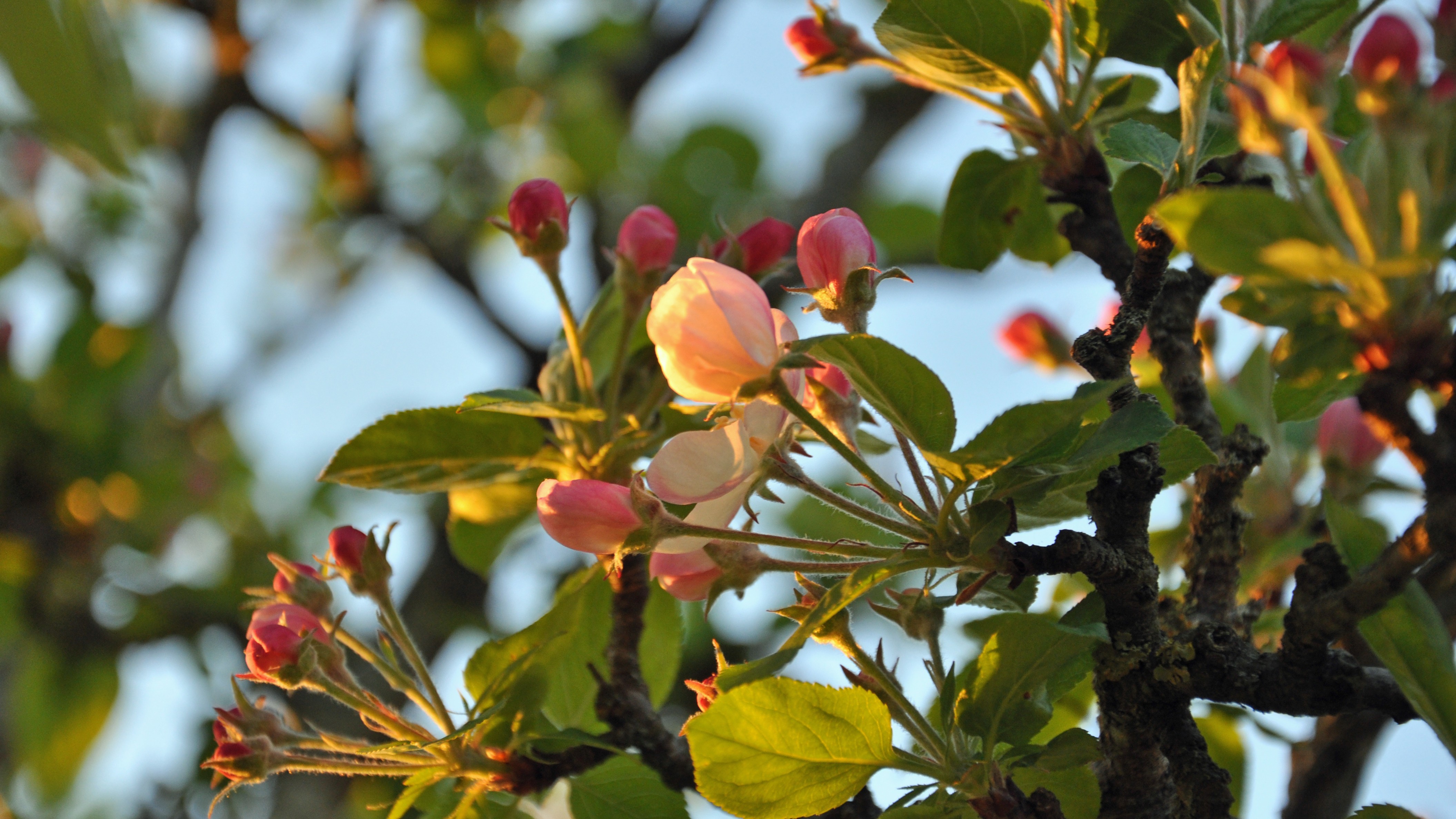 blossom, Nature Wallpaper