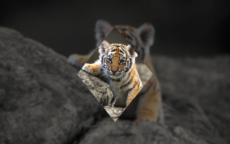 tiger, Geometry HD Wallpaper Desktop Background