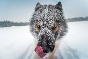 tongues, Dog, Animals, Closeup, Wolf