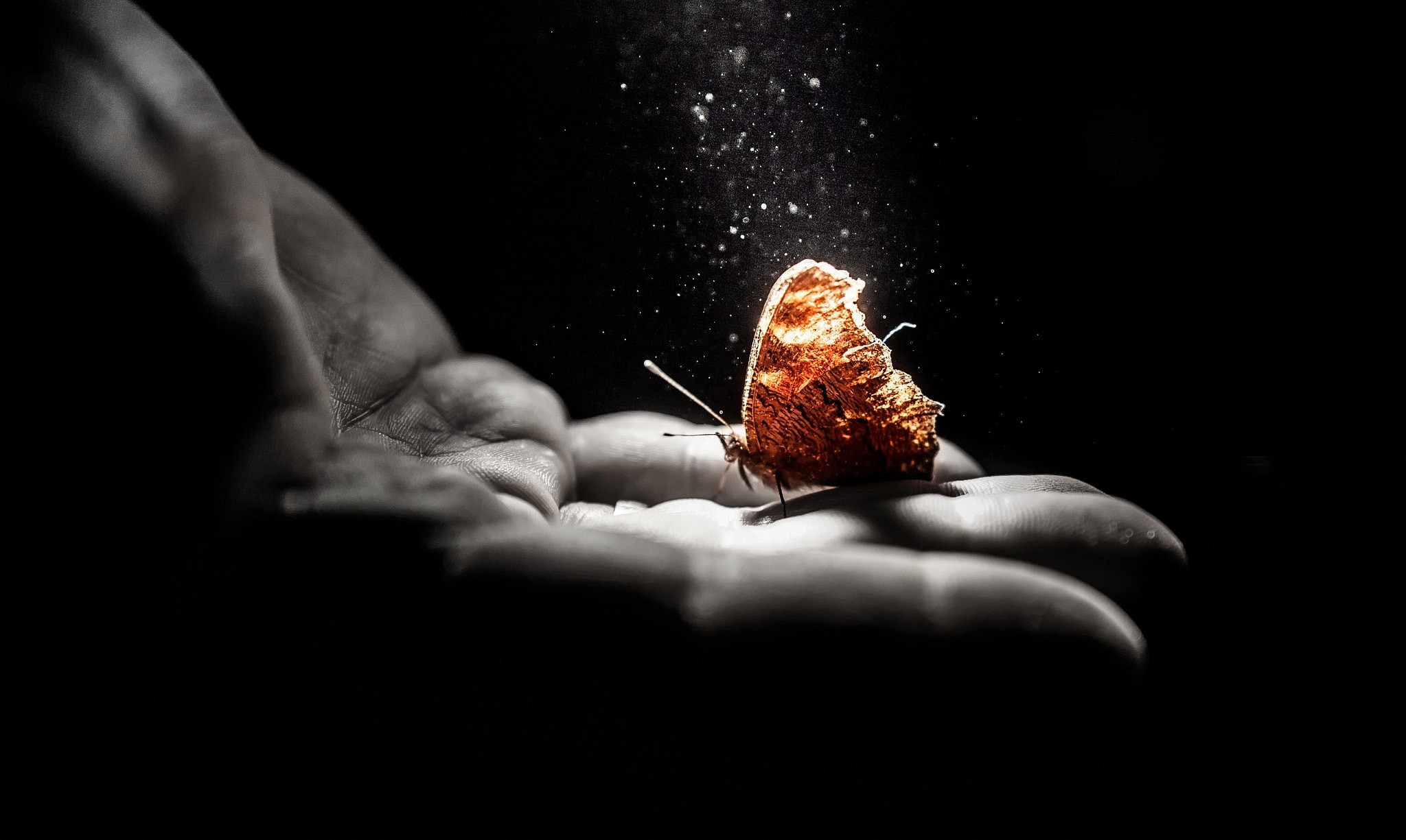 hands, Butterfly, Selective coloring, Simple background Wallpaper