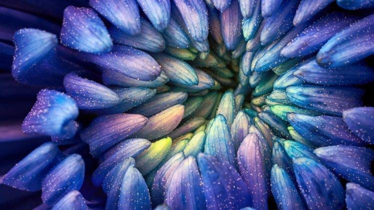 Christopher Johnson, Abstract, Colorful, Photography, Flowers, Macro, Petals, Pollen, Blue HD Wallpaper Desktop Background