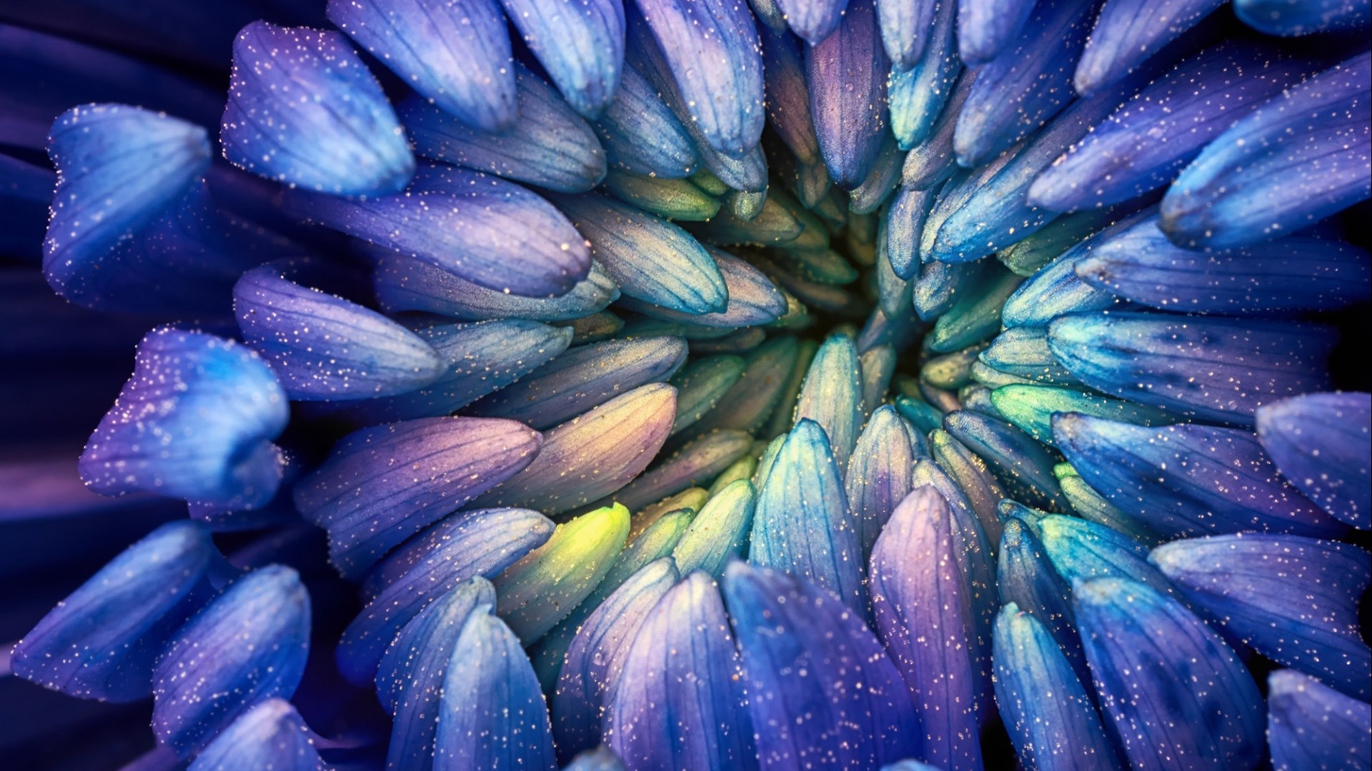 Christopher Johnson, Abstract, Colorful, Photography, Flowers, Macro, Petals, Pollen, Blue Wallpaper
