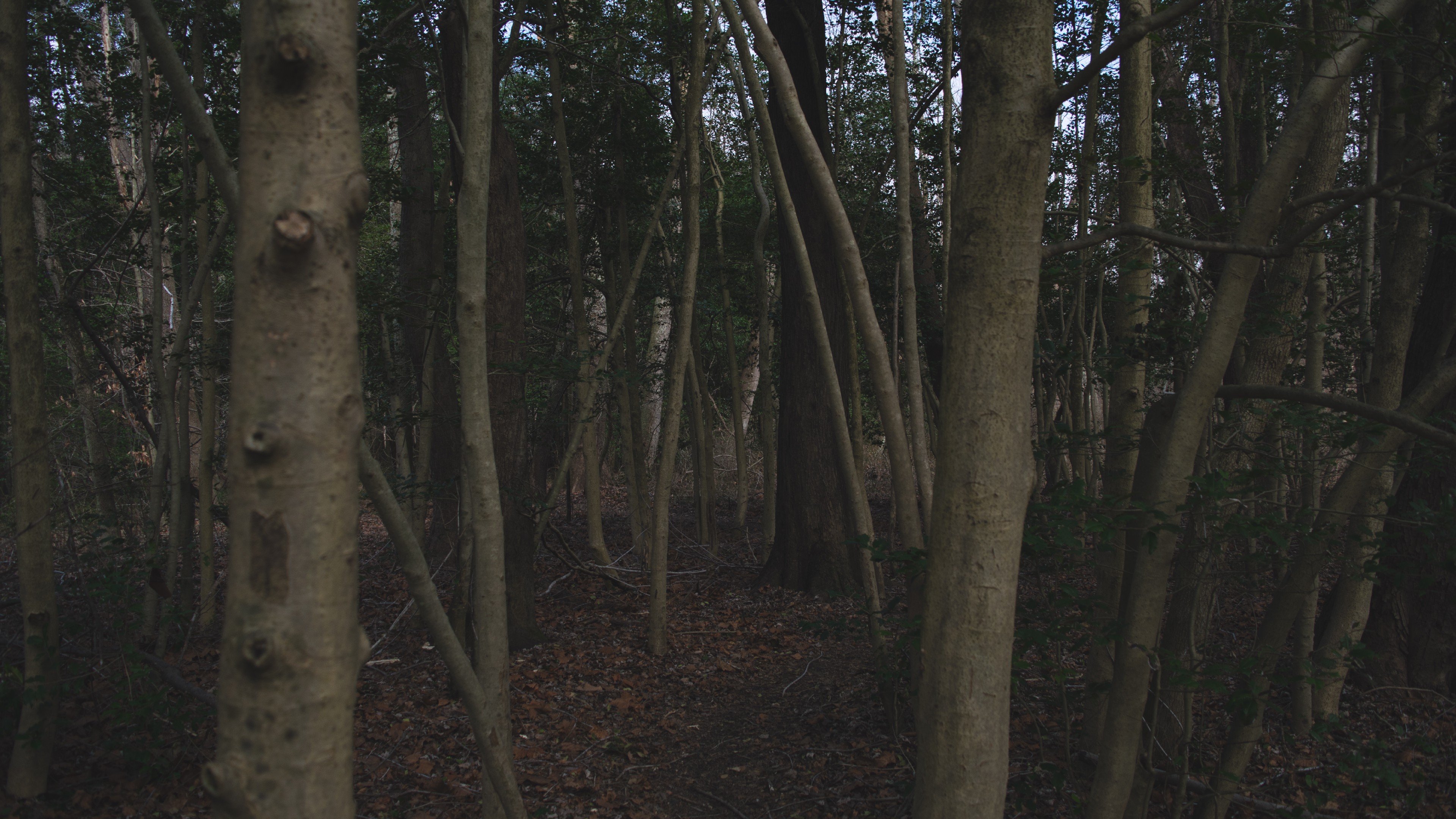 forest, Trees Wallpaper
