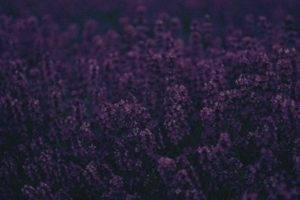 lavender, Landscape, Purple