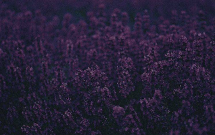 lavender, Landscape, Purple HD Wallpaper Desktop Background
