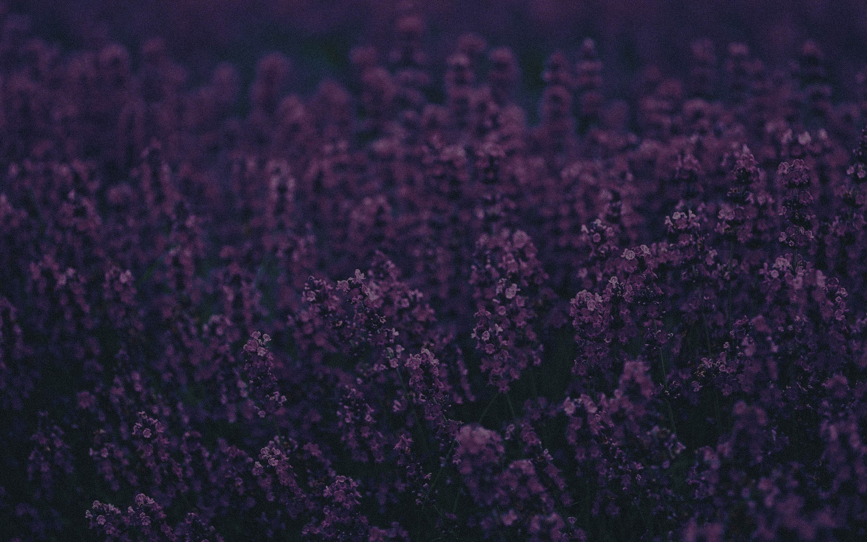 lavender, Landscape, Purple Wallpaper