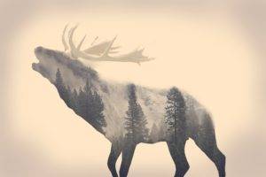 stags, Animals, Long exposure, Forest, Majestic casual (channel), Minimalism, Elk