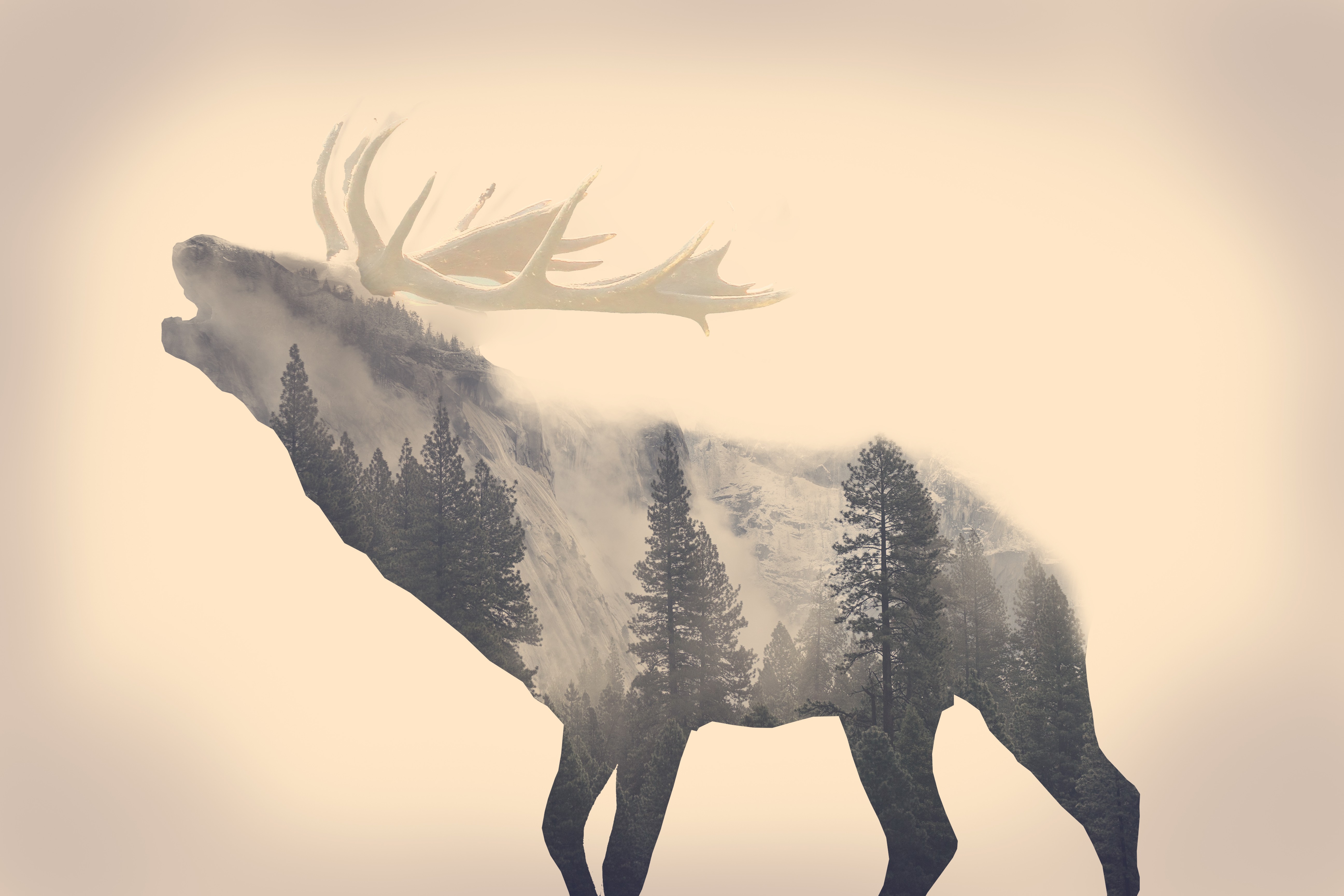 stags, Animals, Long exposure, Forest, Majestic casual (channel), Minimalism, Elk Wallpaper