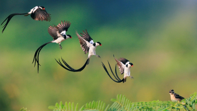 photography, Animals, Birds, Flying, Nature, Depth of field, Ferns HD Wallpaper Desktop Background