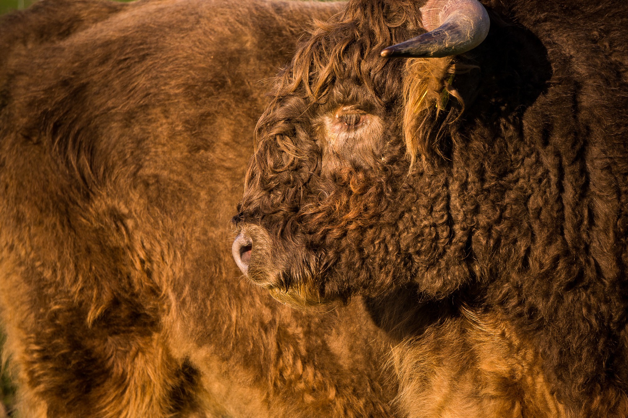animals, Bison Wallpaper