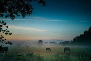photography, Nature, Landscape, Horse, Sunrise, Field, Mist, Morning, Grass, Trees, Shrubs, Germany