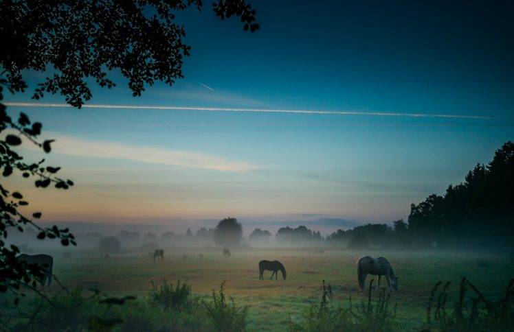 photography, Nature, Landscape, Horse, Sunrise, Field, Mist, Morning, Grass, Trees, Shrubs, Germany HD Wallpaper Desktop Background