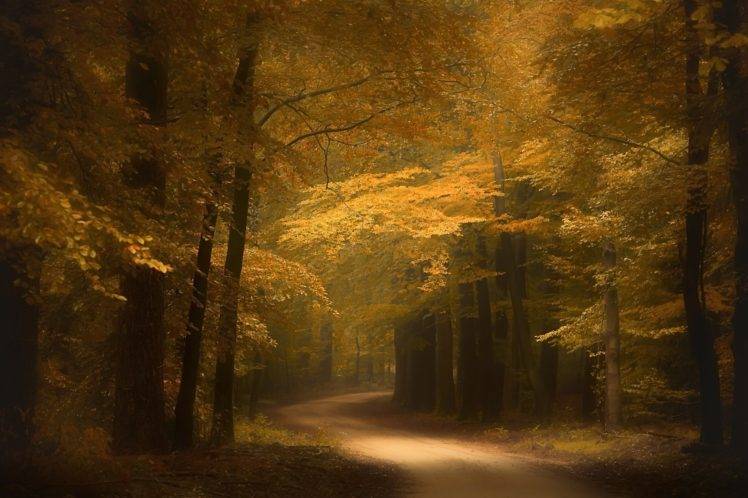 photography, Nature, Landscape, Forest, Road, Fall, Yellow, Trees, Netherlands HD Wallpaper Desktop Background