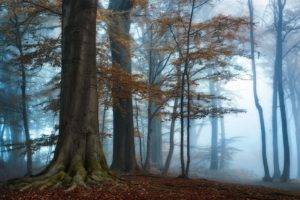 photography, Nature, Landscape, Morning, Mist, Sunlight, Forest, Fall, Trees, Blue, Atmosphere