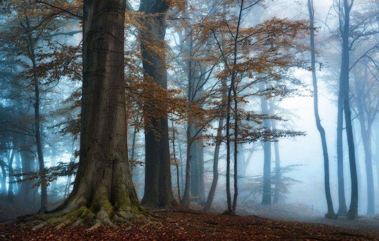 photography, Nature, Landscape, Morning, Mist, Sunlight, Forest, Fall, Trees, Blue, Atmosphere HD Wallpaper Desktop Background