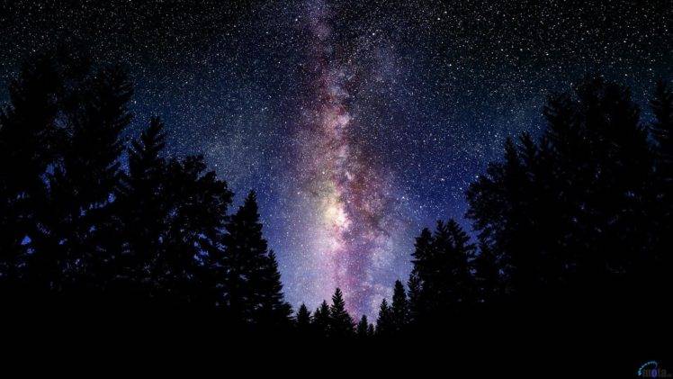 starry night, Forest HD Wallpaper Desktop Background