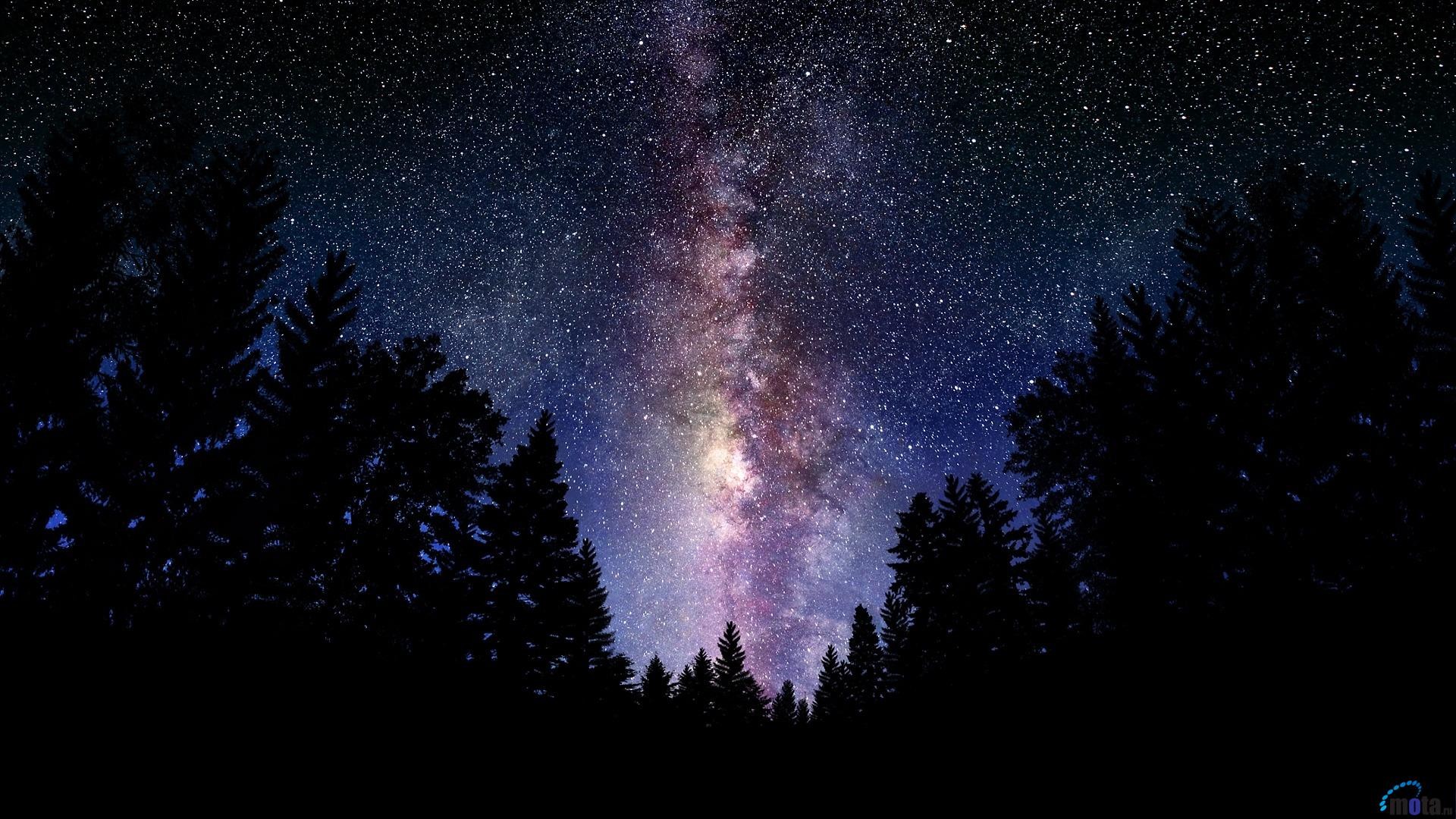 starry night, Forest Wallpaper