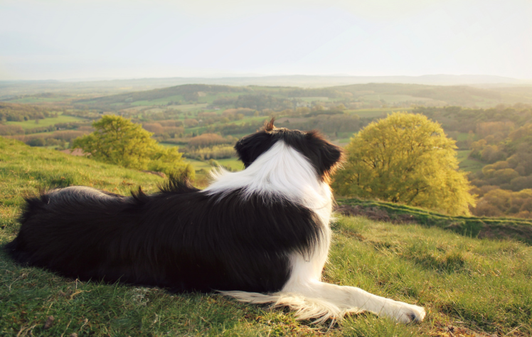 photography, Animals, Dog, Landscape HD Wallpaper Desktop Background