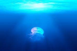 photography, Jellyfish, Water, Sea