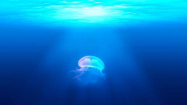 photography, Jellyfish, Water, Sea HD Wallpaper Desktop Background