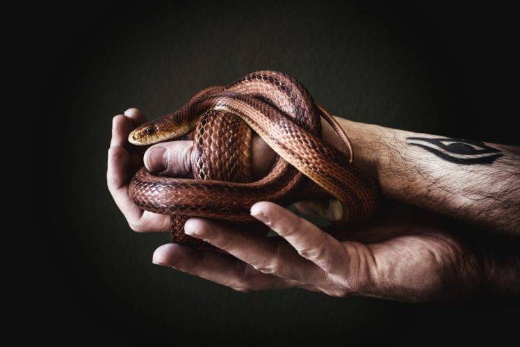 men, Tattoo, Snake, Animals, Simple background HD Wallpaper Desktop Background