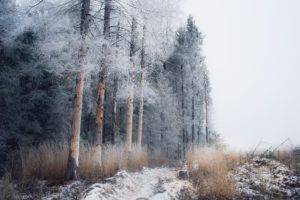 winter, Snow, Landscape, Trees, Nature