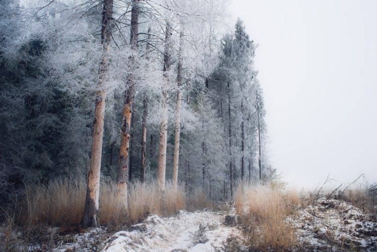 winter, Snow, Landscape, Trees, Nature HD Wallpaper Desktop Background