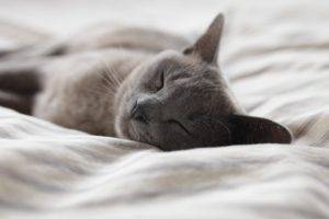 photography, Cat, Bed, Sleeping
