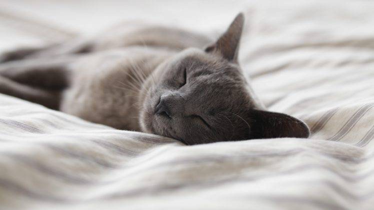 photography, Cat, Bed, Sleeping HD Wallpaper Desktop Background