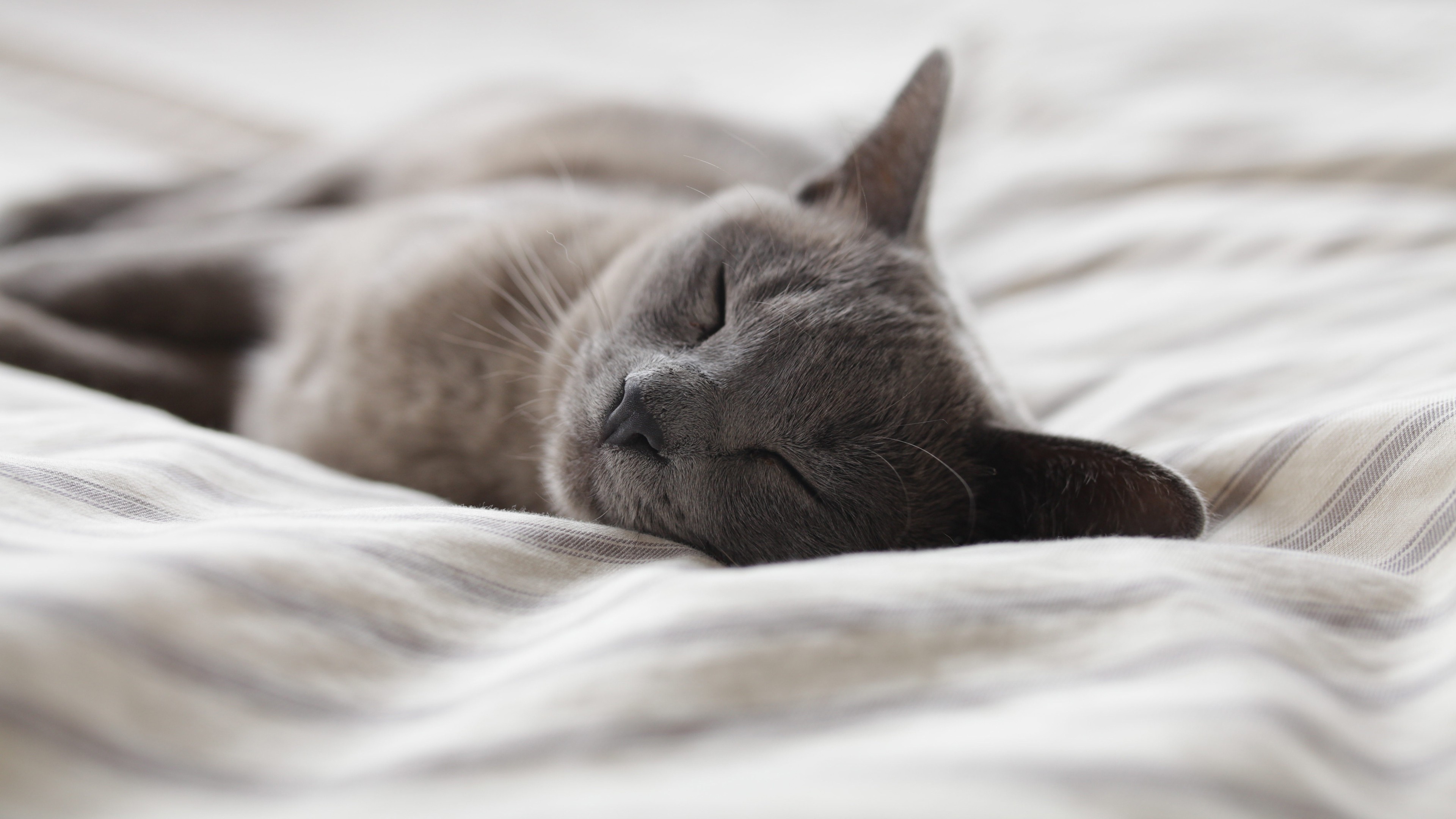 photography, Cat, Bed, Sleeping Wallpaper