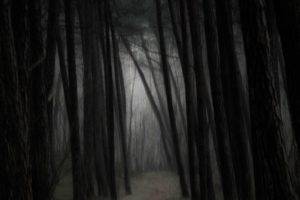gloomy, Mist, Forest