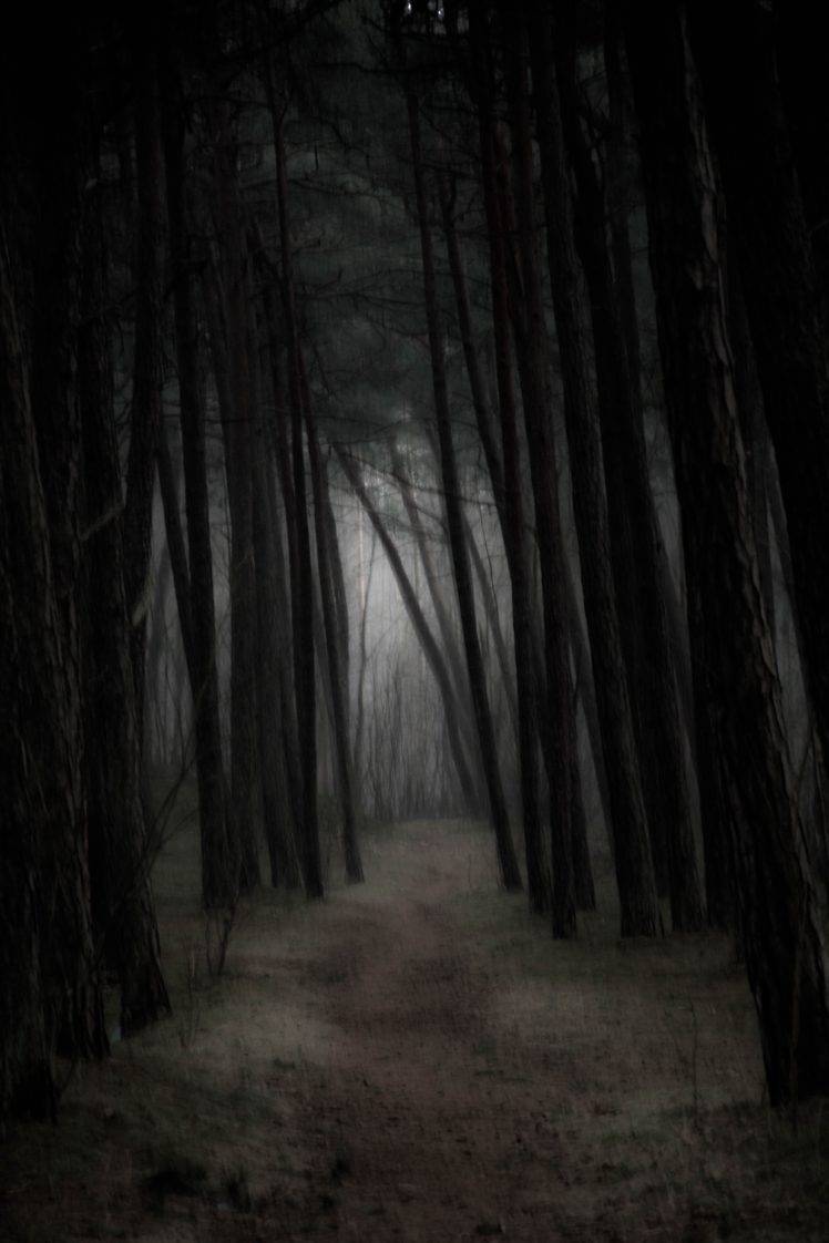 gloomy, Mist, Forest HD Wallpaper Desktop Background