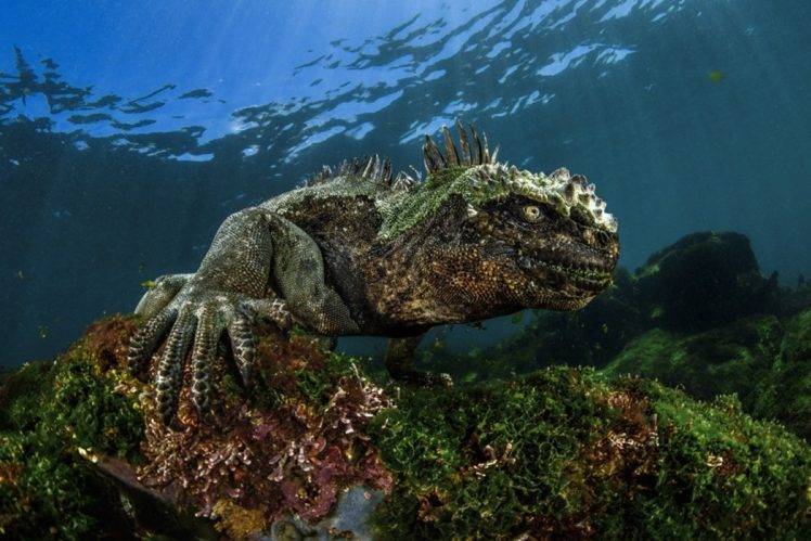 Damien Mauric, Nature, Water, Sea, Underwater, Coral, Animals, Amphibian, Iguana HD Wallpaper Desktop Background