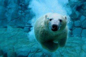 wildlife, Underwater, Polar bears