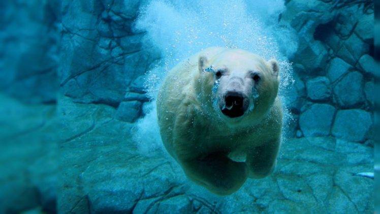 wildlife, Underwater, Polar bears HD Wallpaper Desktop Background