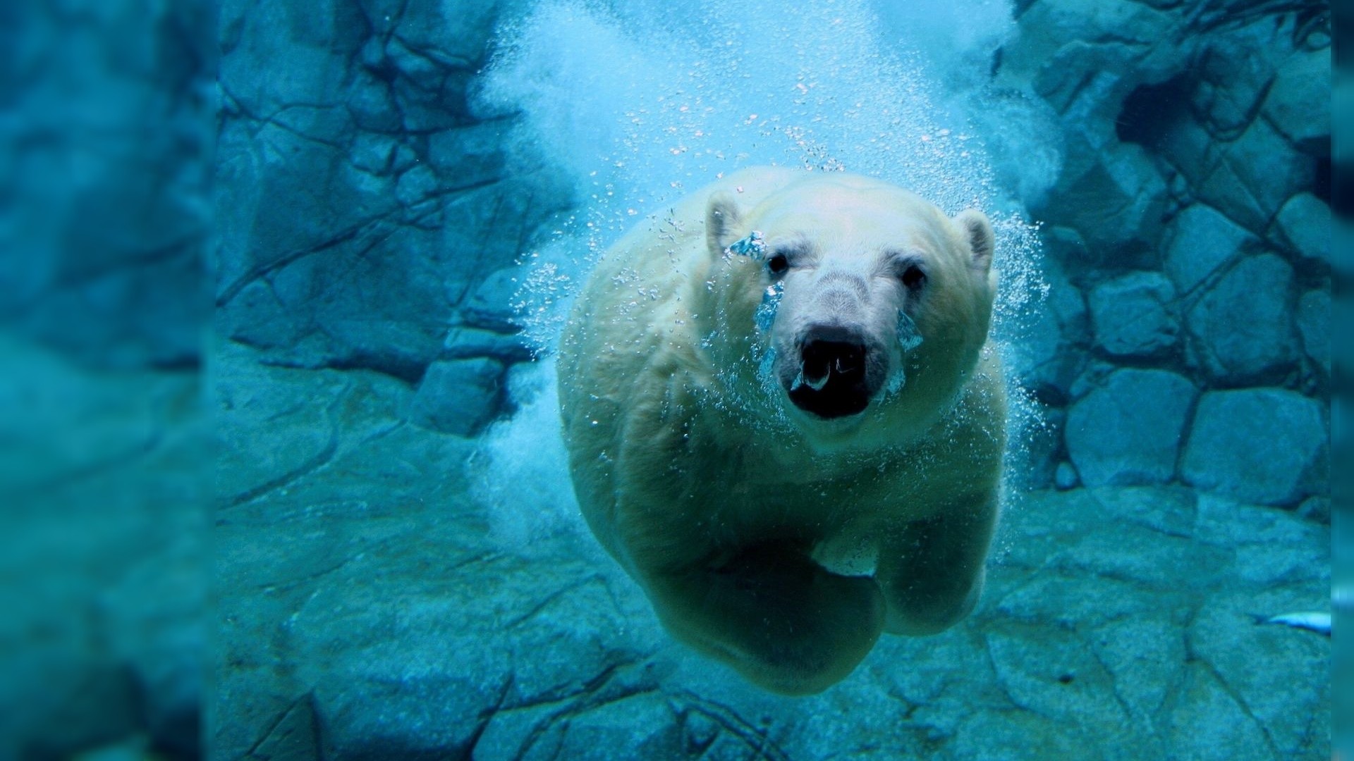 wildlife, Underwater, Polar bears Wallpaper