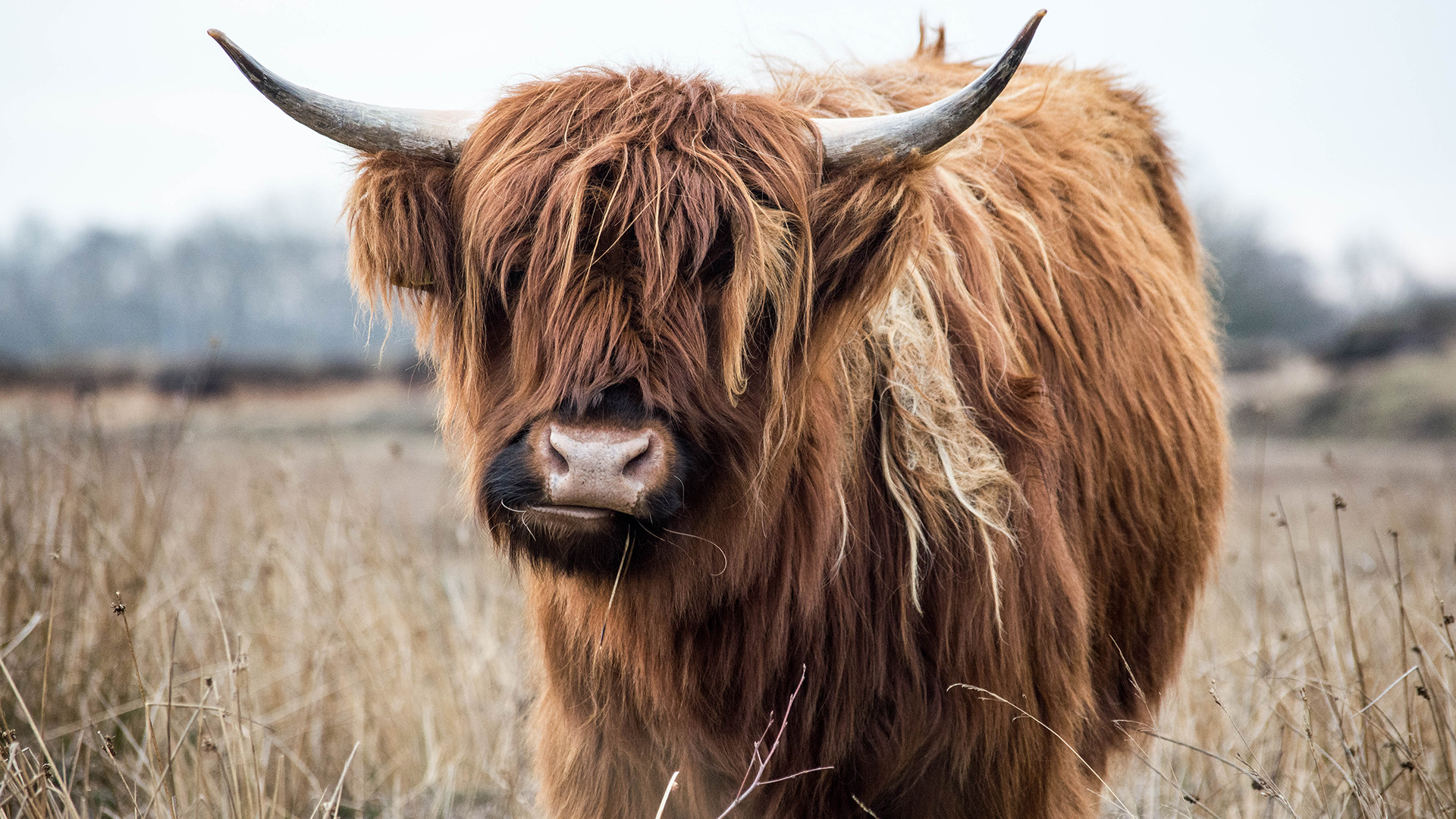 highland cow picture