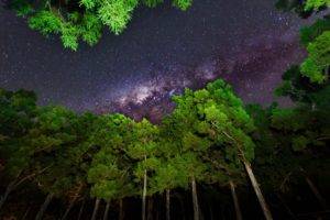 sky, Forest, Stars, Milky Way