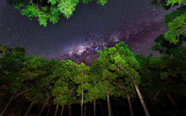 sky, Forest, Stars, Milky Way HD Wallpaper Desktop Background