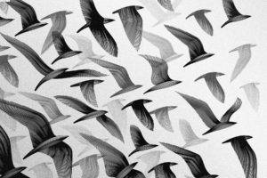monochrome, Birds