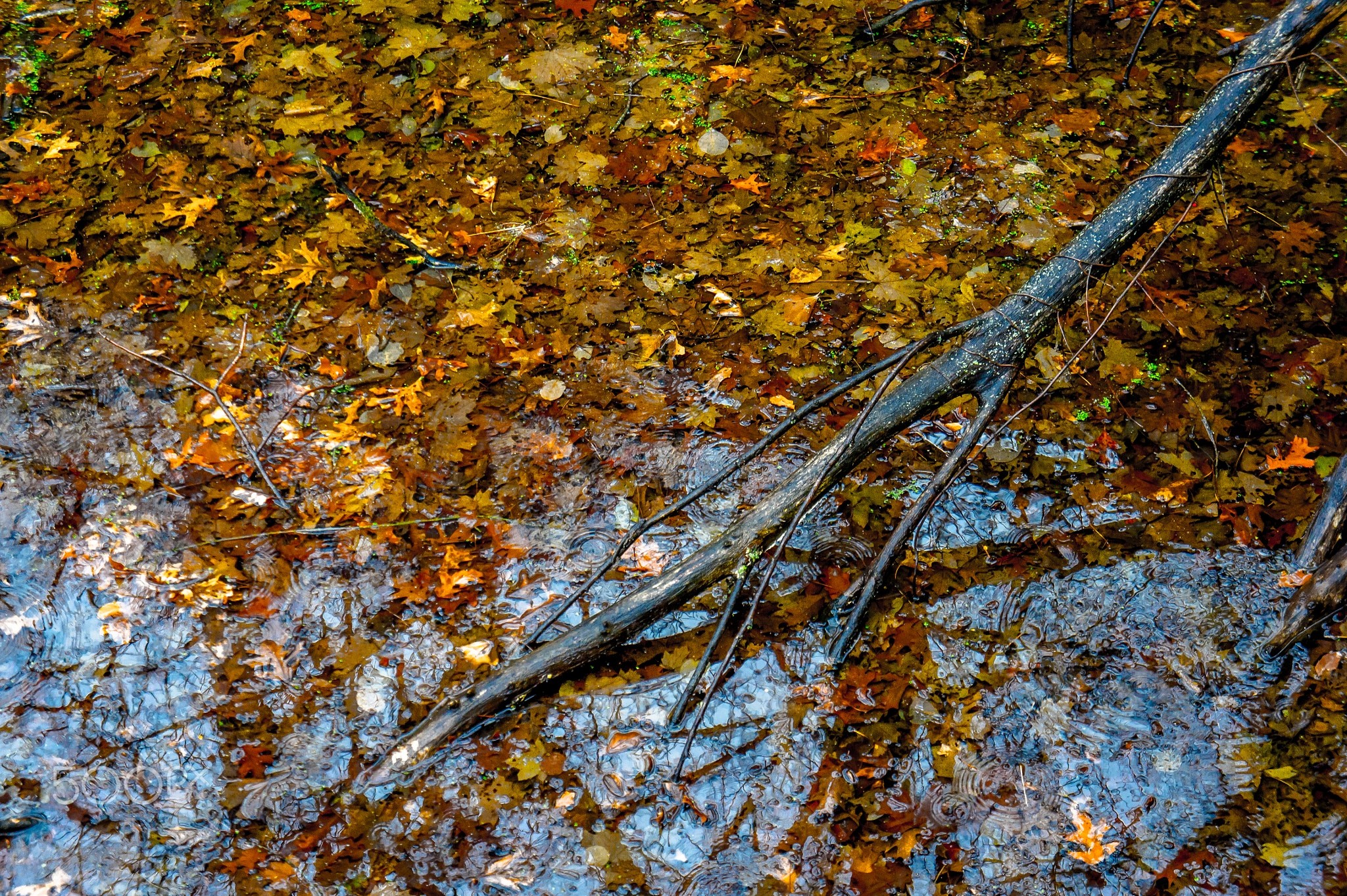M D Babbidge, 500px, Water, Branch, Nature, Fall, Leaves Wallpaper
